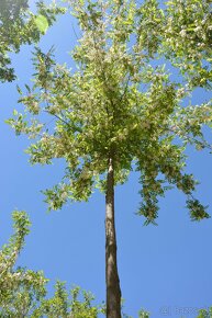 Agát Turbo Obelisk, Paulownia - 3