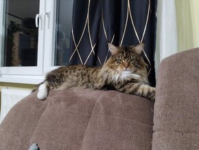 Maine Coon / Mainska Myvalia - 3