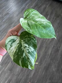 Monstera Albo Variegata - 3