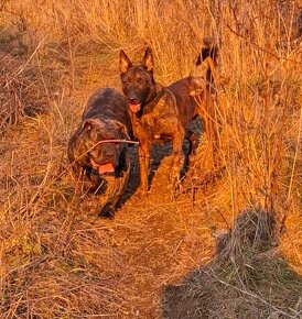 Perro de Pressa Canário  - 5 mesačný psík. - 3