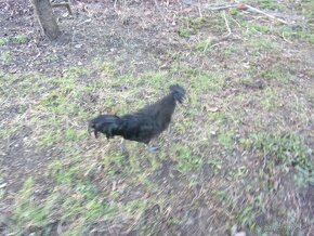 Ayam cemani - 3