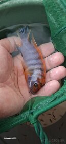 Labidochromis hongi - 3