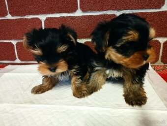 Yorkshire terrier, yorkshirsky terier, york - 3