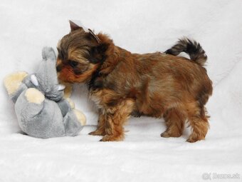 Yorkshire terrier spp - 3