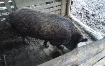 Predám plemenného kanca, kríženec mangalica x diviak. - 3