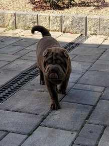 Shar pei/Sharpei - 3