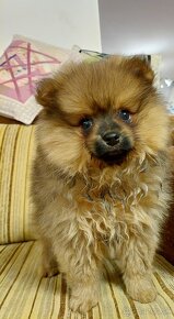 Pomeranian - 3