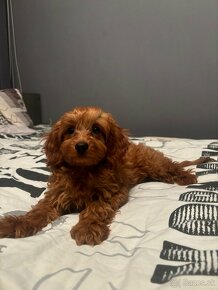 Cavapoo - 3