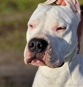 Argentínska doga - mladý hafan s PP (dogo argentino) - 3