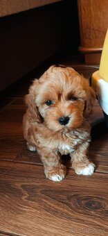 Maltipoo (Pudel + maltez) - 3