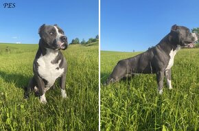 Šteniatka - Americký stafordšírsky teriér, Amstaff, Staford - 3