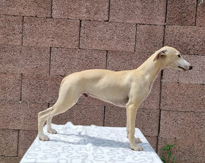 Whippet s PP ( FCI ) - 3