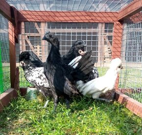 Predám kuriatka paduanka zdrobnela a ayam cemani - 3