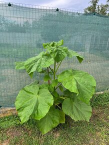 Paulownia plstnatá (tomentosa) - Včelárske dreviny - 3