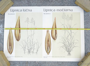 retro výukový plagát CSR 1960 botanika #G - 3