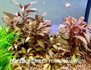 Alternanthera reineckii - 3