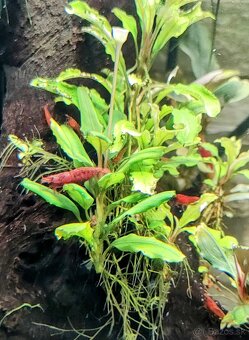 Predám krevetky Neocaridina Red Fire Painted - Grade SS - 3