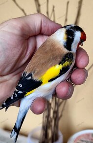 Stehlík pestrý - veľký sibírsky (Carduelis c. major) - 3