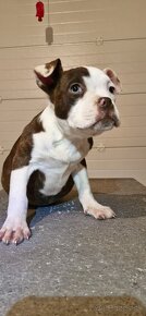 American Bully - 3