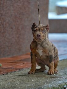 American bully xl šteniatka - 3