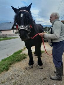 predám tažné žrebce - 3