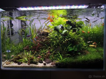 Akvariove rastliny - 3