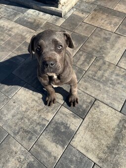 Cane  corso - 3