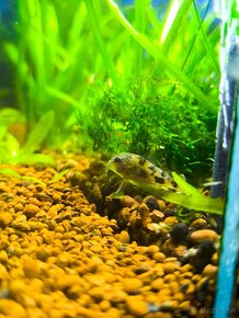 Corydoras paleatus - 3