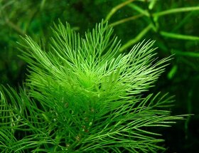 Akvarijni rostlina Myriophyllum matogrossense - nedostupna - 3