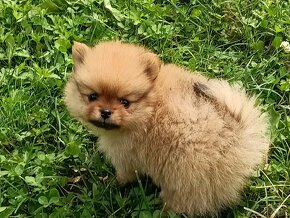 Špic malý (pomeranian) - 3