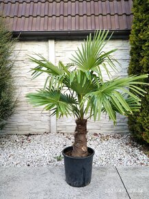 Mrazuvzdorne palmy - Trachycarpus Fortunei - 3