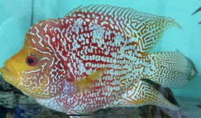 Flowerhorn fireman SB - 3