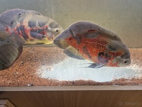 Ocellatus Red Tiger - 3