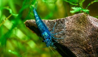 Premium Caridina a Neocaridina - odber MARTIN - 3