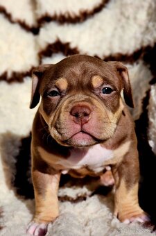 American bully s PP Abkc - 3