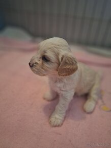 Maltipoo - 3