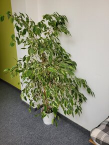 Ficus benjamin - 3