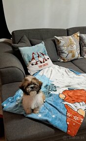 Shih-tzu, Shi - tzu, šicu, shitzu, si-cu, shih-tzu, Shih tz - 3