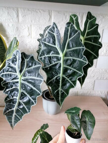 Alocasia / alokazia a ine izbove kvety - 3