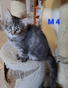 Maine coon - 3