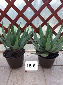 Rastliny aloe vera - 3