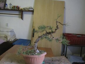 bonsai,bonsaj-BOROVICA - 3