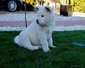 Akita inu šteniatko - 3