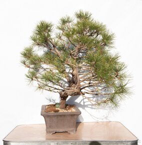 bonsai, bonsaj borovica - 3