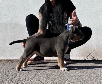 American Bully pocket - 3