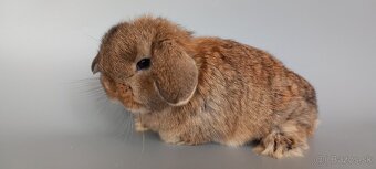 Mini Lop - 3