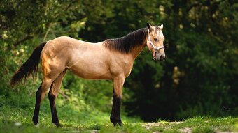 Dvouletá buckskin Quarter Horse klisna, nominace na Futurity - 3