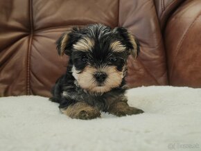 yorkshire terrier - 3