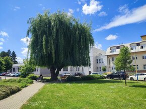 Vŕba biela - salix alba - stromčeky 100cm - 3