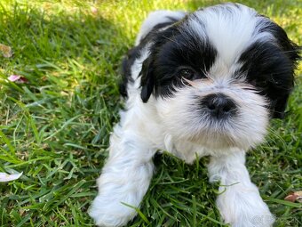 Shihtzu - 3